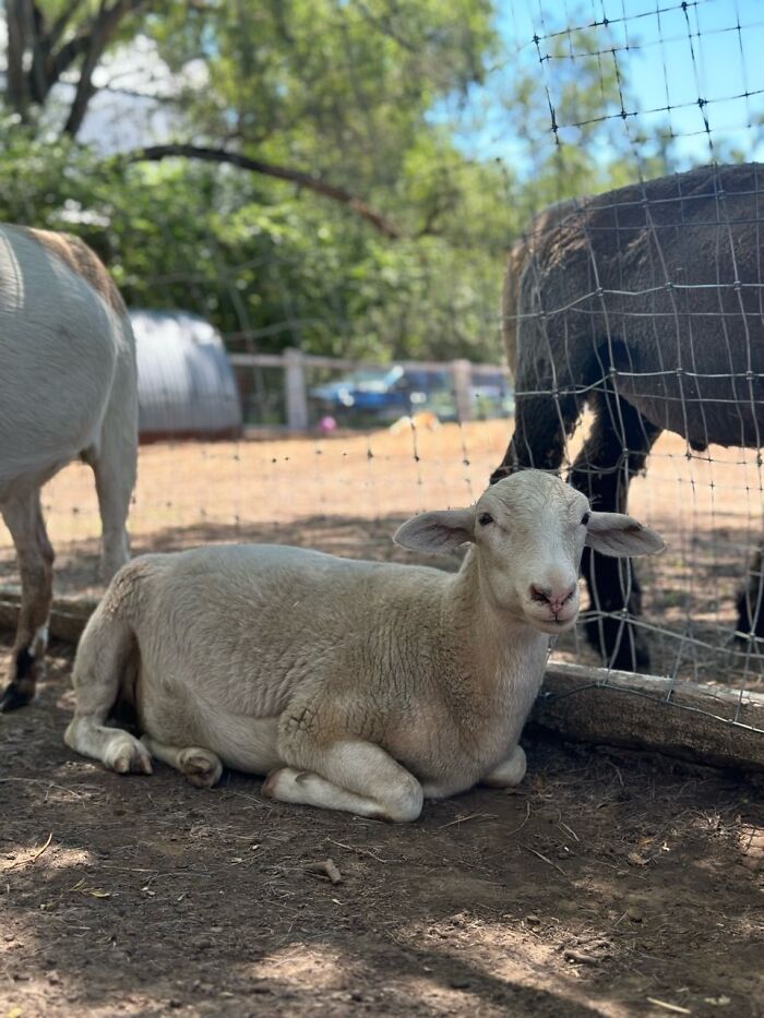 Rescue Goats And Sheep Living Their Best Life (37 Pics)