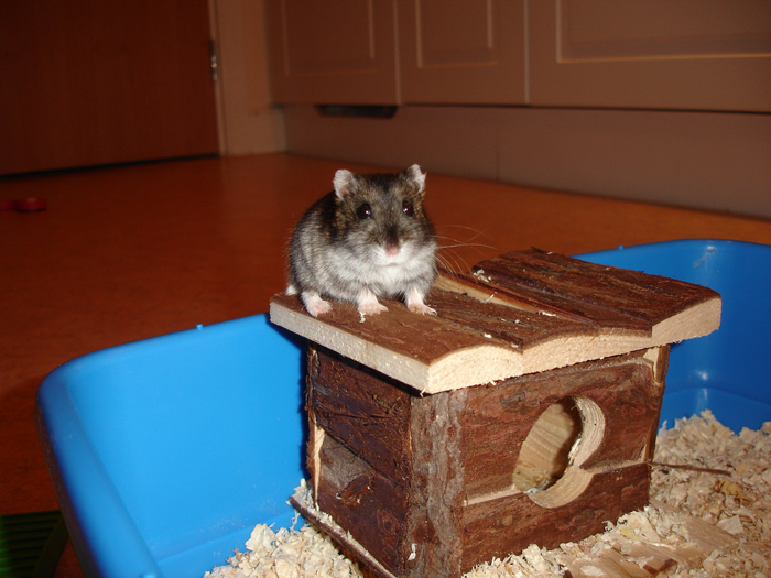 Parent Won&rsquo;t Make Son Change Hamster's Name Which SIL Wants For Her Child, She Absolutely &ldquo;Blows Up&rdquo;