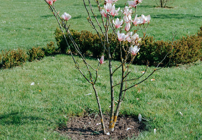 Family Drama Ensues As Entitled Woman Uproots Nice Magnolia Tree In Her Nephew's Garden