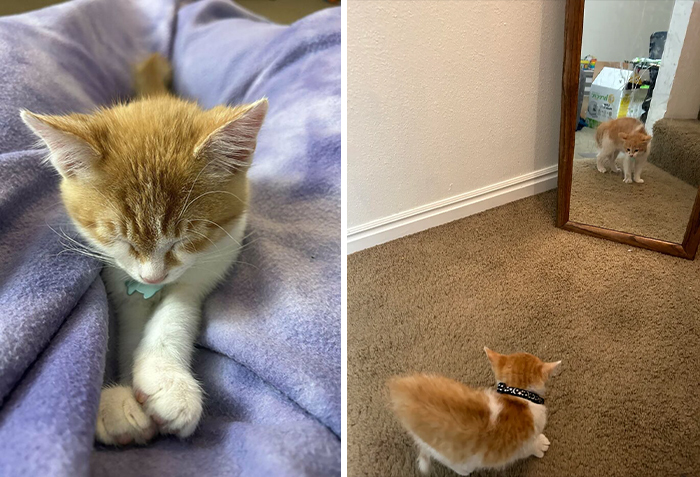 I Am Slightly Allergic, But Couldn’t Resist Getting This Guy. Meet Cider