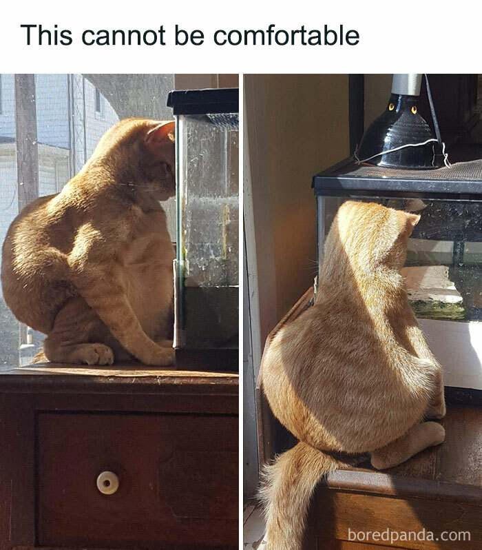 Funny-Kitty-Litterposting-Pictures