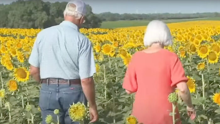 “It Made Me Feel Very Special”: Man Surprises Wife Of 50 Years With A Field Of 1.2M Sunflowers “It Made Me Feel Very Special”: Man Surprises Wife Of 50 Years With A Field Of 1.2M Sunflowers