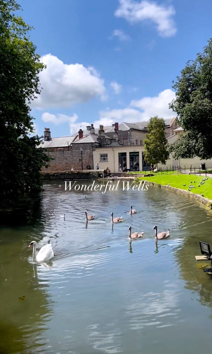 Bishop Palace Swans Ring The Palace Bells Whenever They Want Treats