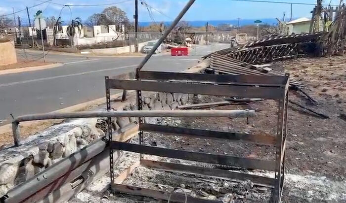 Hope Among Ashes As Maui Community Unites In Helping Wildlife Impacted By Fire