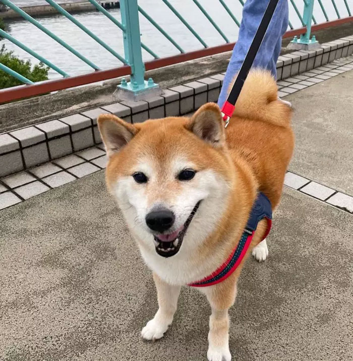 The Internet Is Devastated After 'Doge' Meme Star, Cheems, Passes Away After Undergoing Surgery