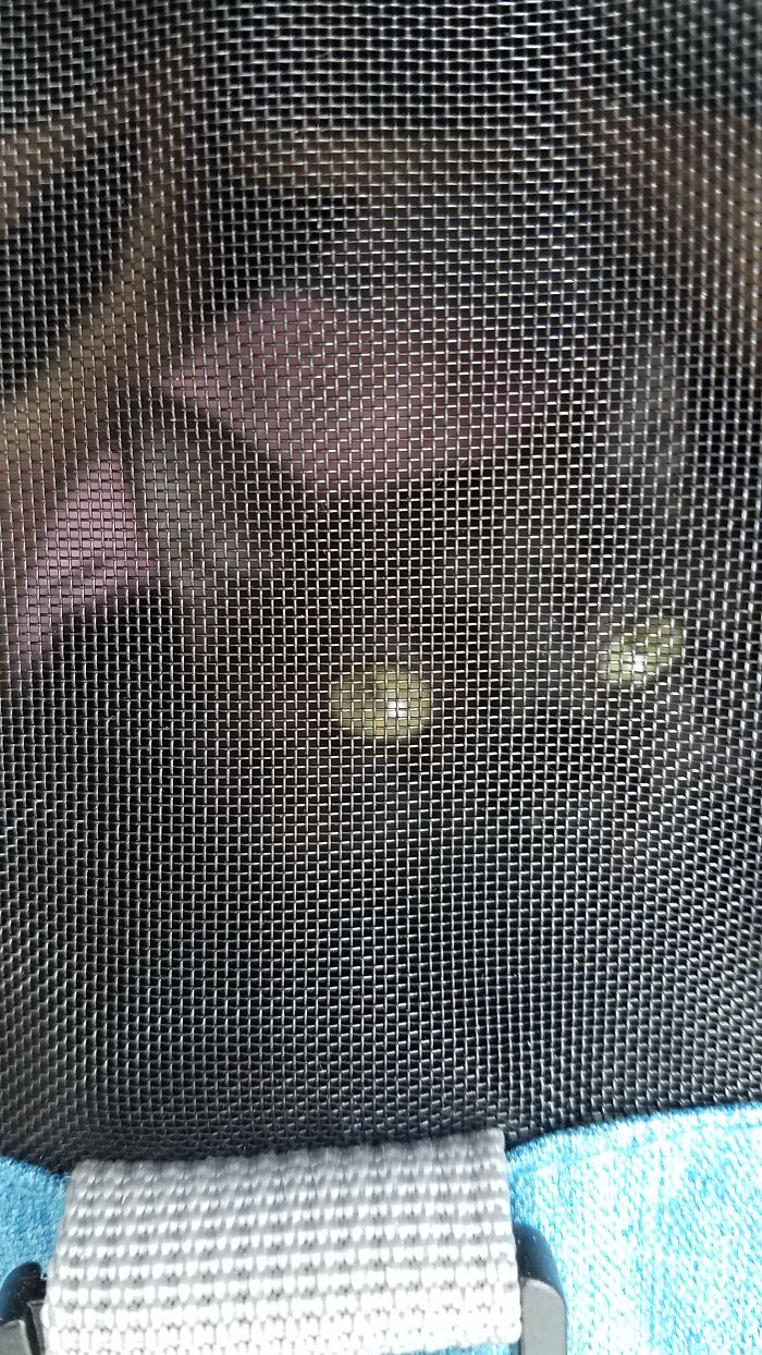 I Have Better Pictures, But I Also Like This One. It Shows Off Her Eyes. Rest In Peace My Precious Girl