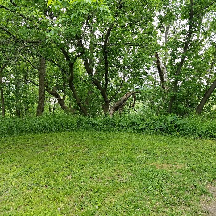 Backyard - This Hides A Cliff Down To A Gorge