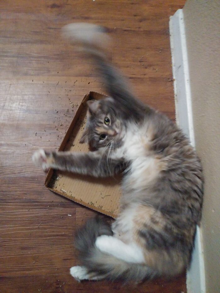 Havoc's Exorcism Is Going Poorly 😔