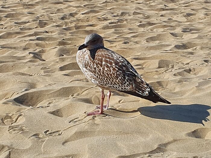 On Scheveningen Beach