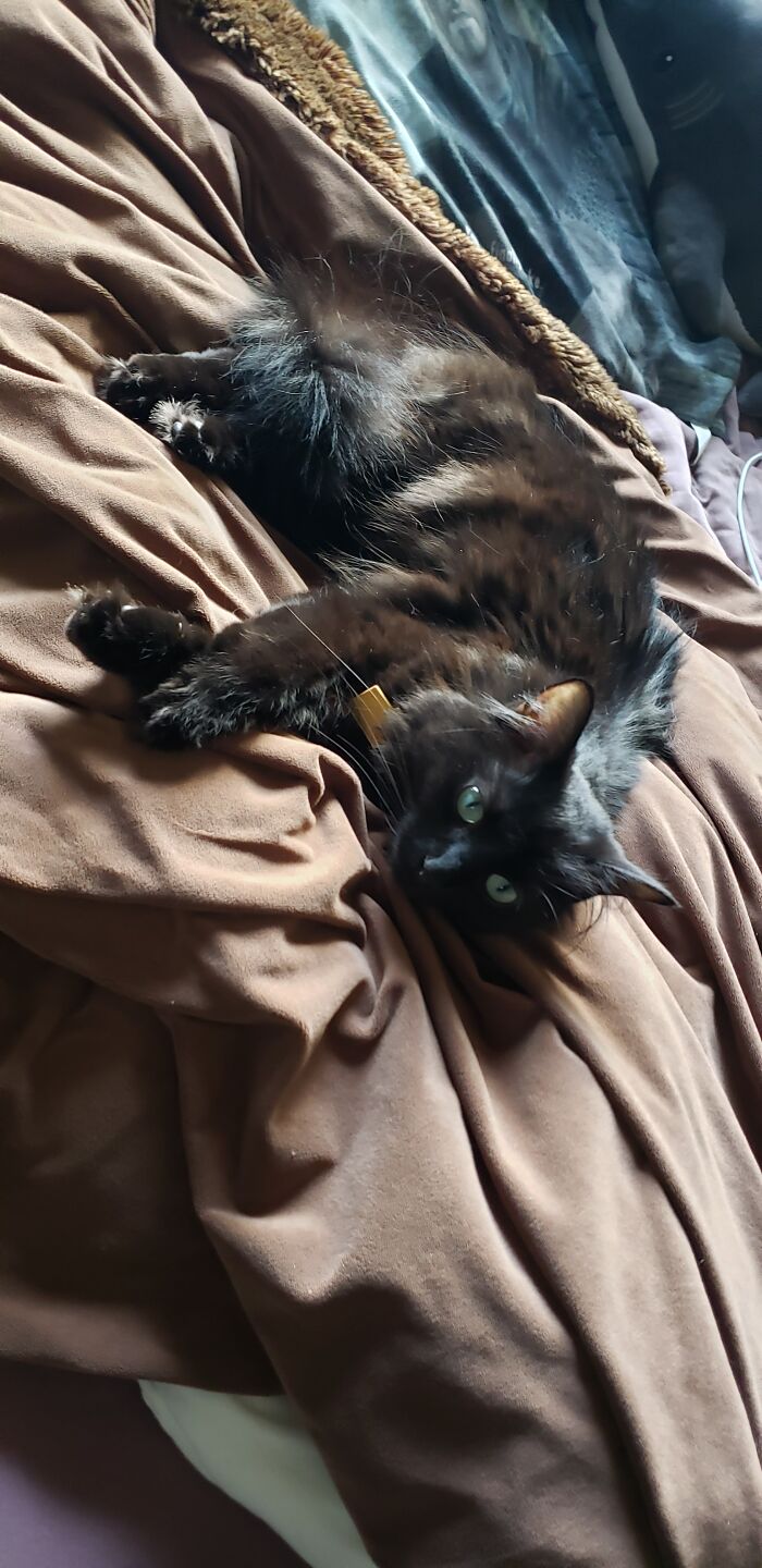 This Is Pickles, The Granddaughter Of The Dearly Loved And Greatly Missed Neighbourhood Stray. She Turns 2 Next Month