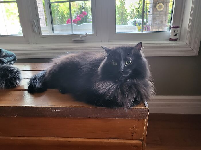 My Little Angel Amalthea (Molly For Short). Rescued From Behind An A&w Drive Thru At 8 Months. She's 4y Now!