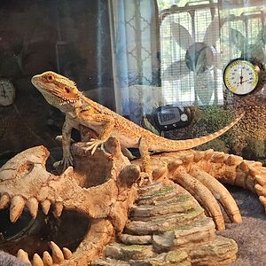 batsonbrooklynn avatar