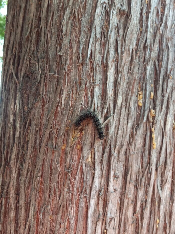 Harrison The Caterpillar!!!! He's A Caterpillar Whom I Met In Michagen. He's A Friend I Will Treasure In My Heart