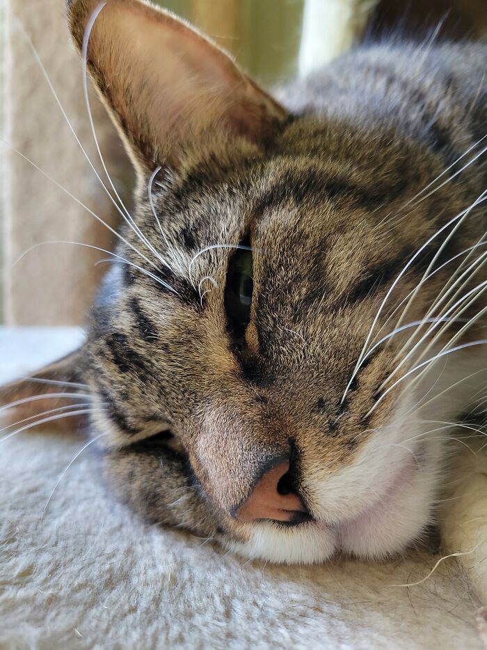 Not A Black Cat, But Say "Hi" To Thomas