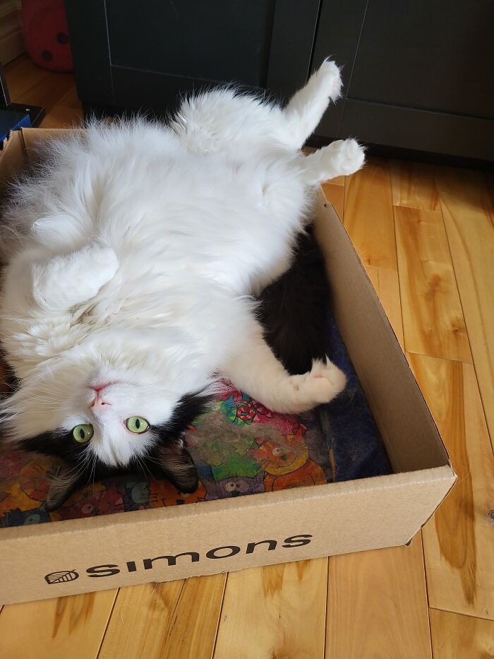 Malfunctioning Floof