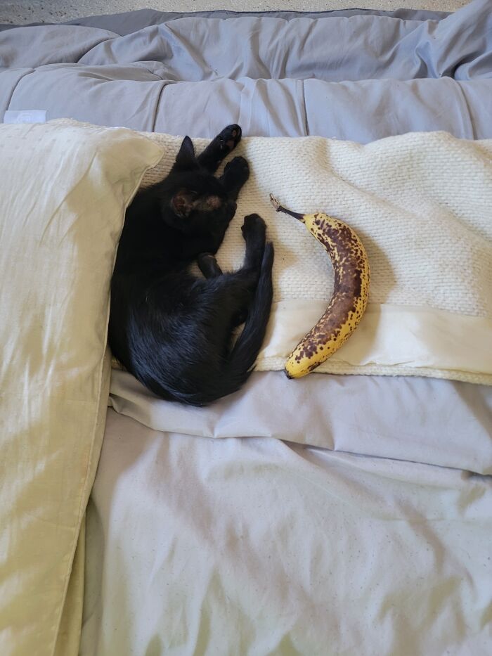 Banana For Scale