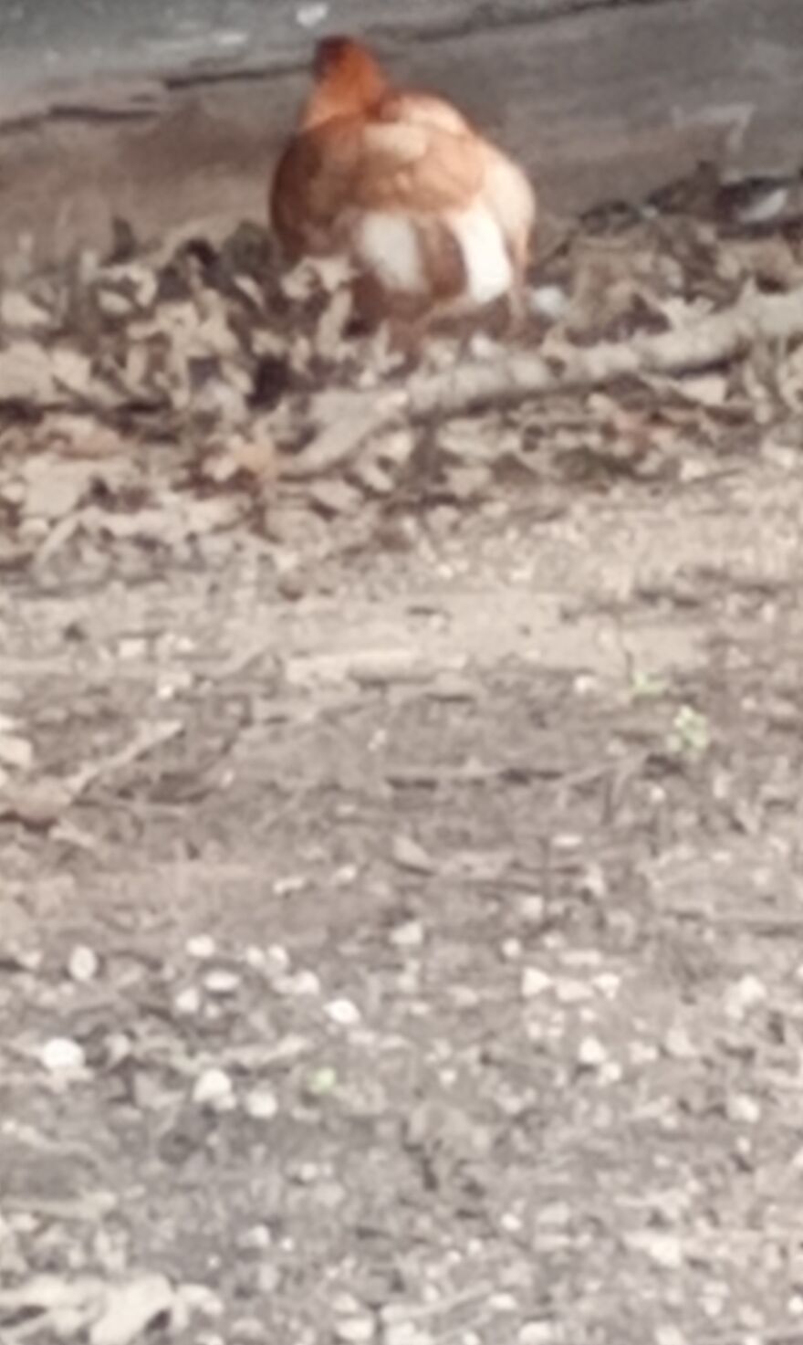 Here Are 13 Picture I Took Of My Chickens