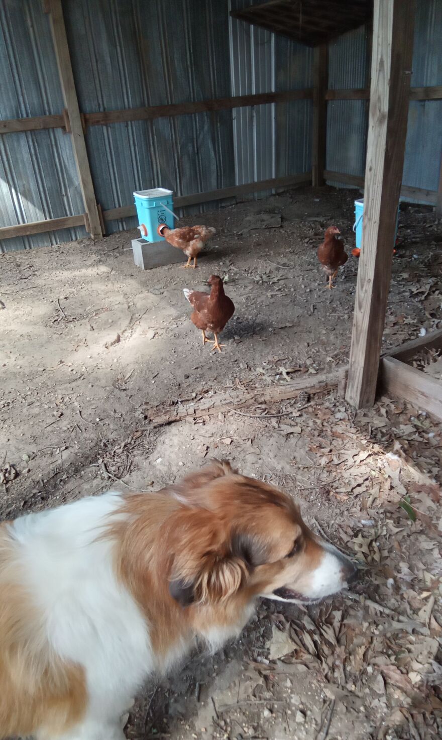 Here Are 13 Picture I Took Of My Chickens