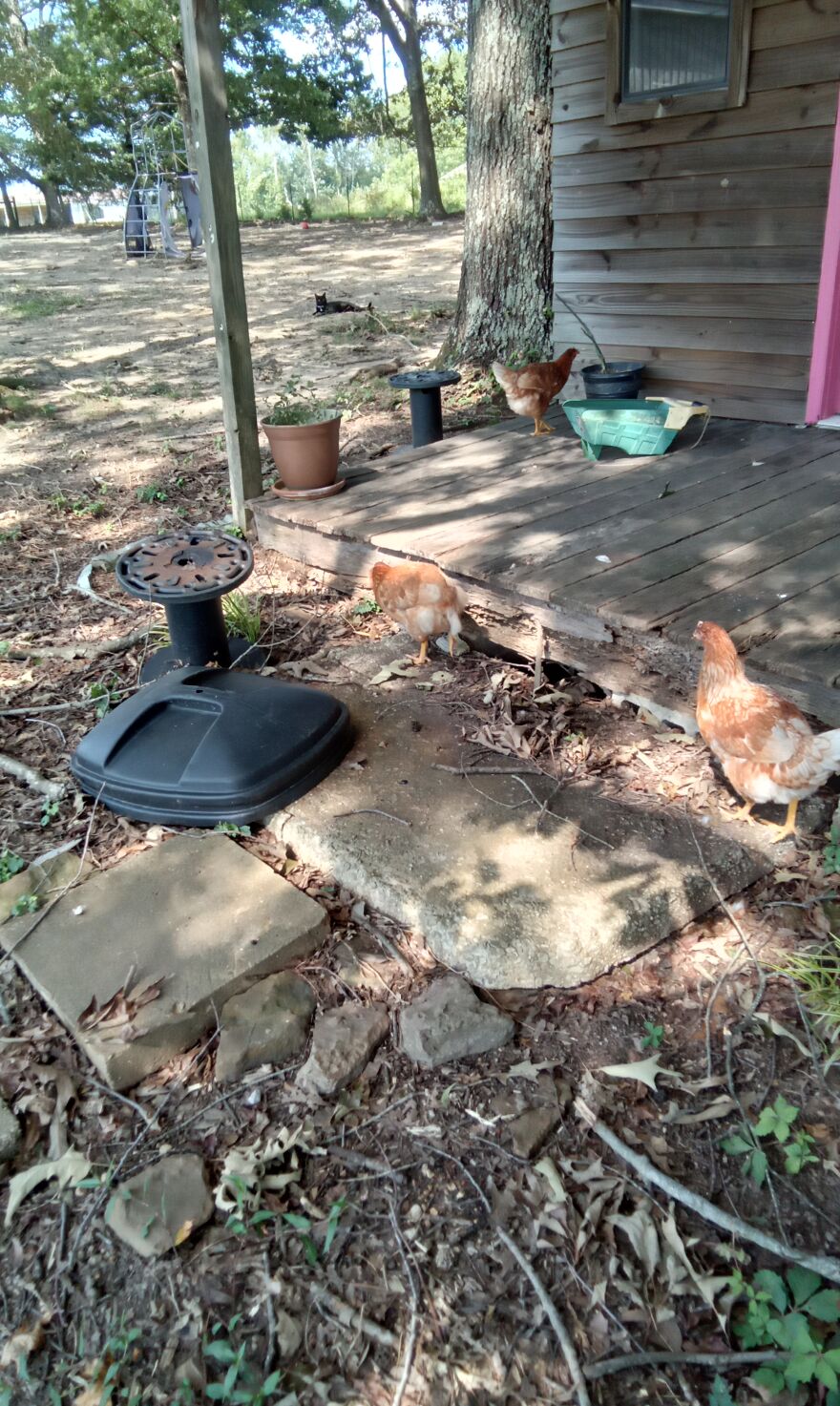 Here Are 13 Picture I Took Of My Chickens