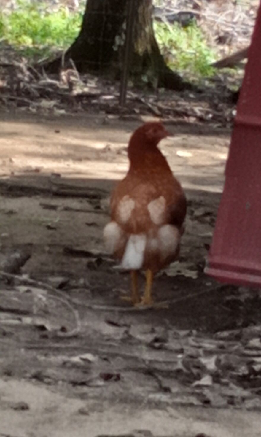 Here Are 13 Picture I Took Of My Chickens