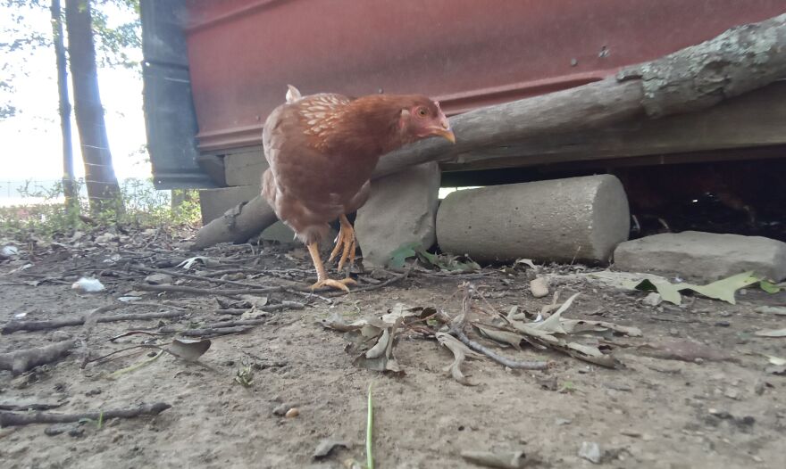Here Are 13 Picture I Took Of My Chickens