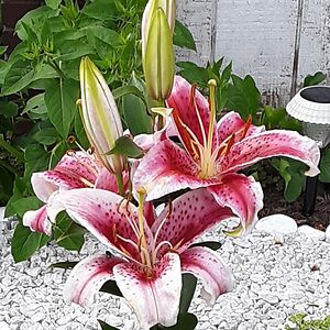 Stargazer Lily