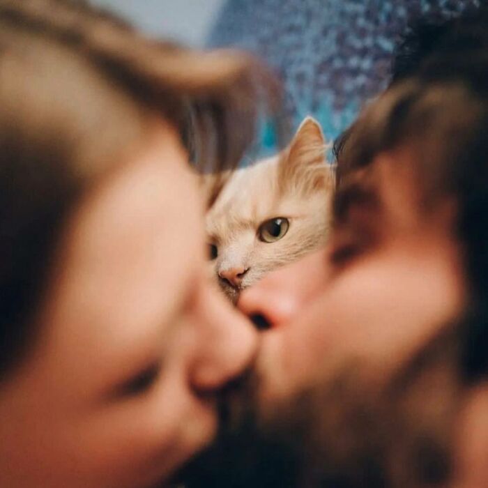 I Collected The Best Cat Photographs From This Street Photographers Account (47 Pics)