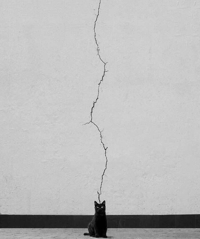 I Collected The Best Cat Photographs From This Street Photographers Account (47 Pics)