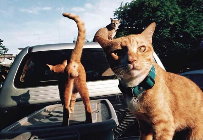 I Collected The Best Cat Photographs From This Street Photographers Account (47 Pics)