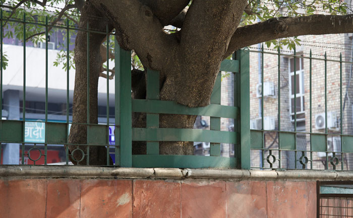 Person Maliciously Complies With Annoying Neighbor Who Kept Asking Them To Cut Down His Tree