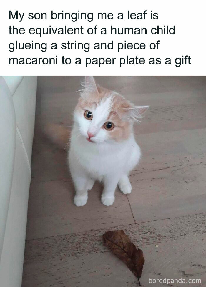 Funny-Kitty-Litterposting-Pictures
