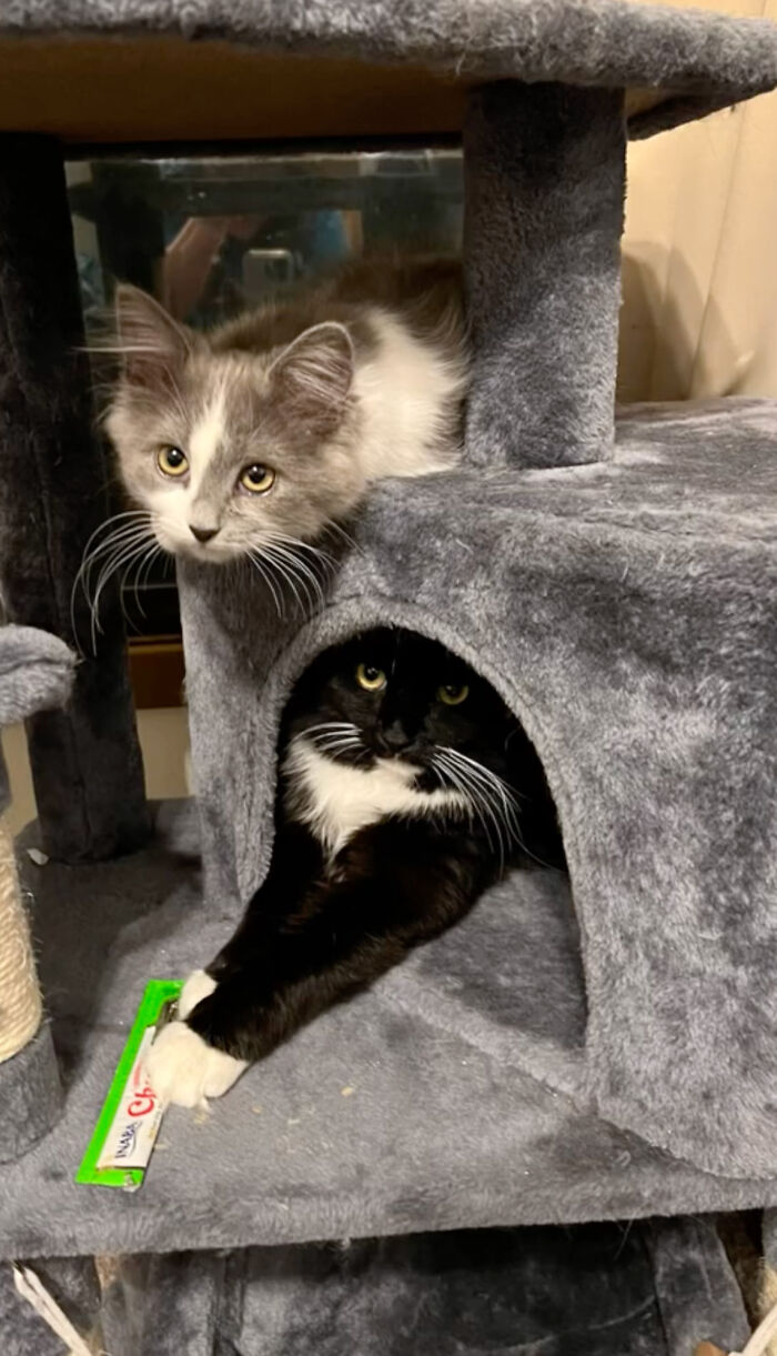 Determined Stray Comes To A Family On A Daily Basis Until They Adopt Him