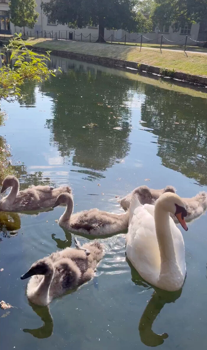 Bishop Palace Swans Ring The Palace Bells Whenever They Want Treats