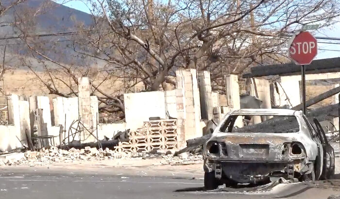 Hope Among Ashes As Maui Community Unites In Helping Wildlife Impacted By Fire