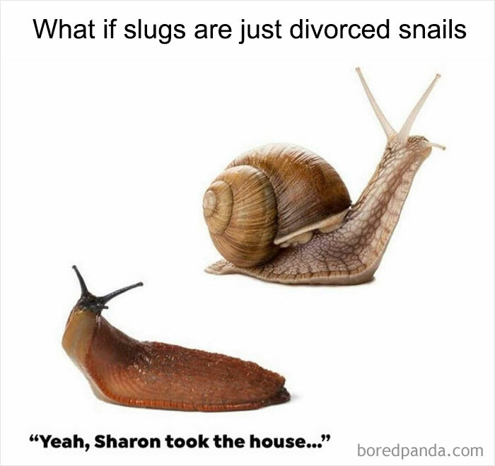 Slug and snail meme with text "What if slugs are just divorced snails?" for weird memes.
