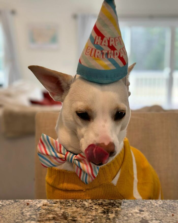 Guy Never Wanted A Dog, Now He Goes All Out For Their Birthday Pawties