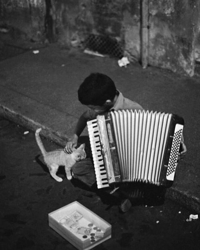 I Collected The Best Cat Photographs From This Street Photographers Account (47 Pics)