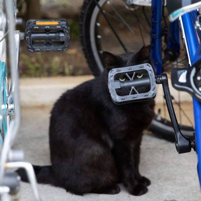 I Collected The Best Cat Photographs From This Street Photographers Account (47 Pics)