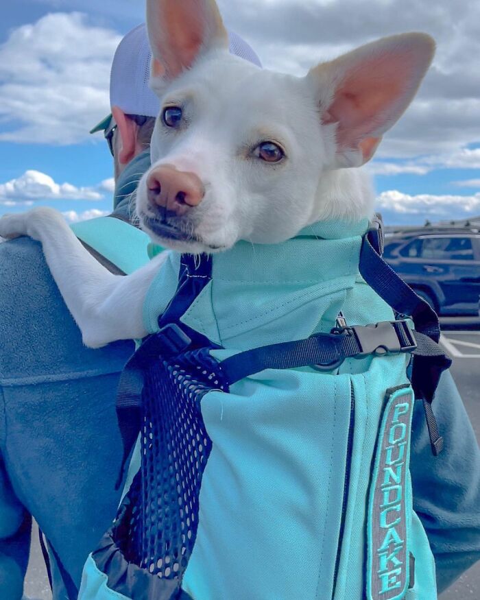 Guy Never Wanted A Dog, Now He Goes All Out For Their Birthday Pawties