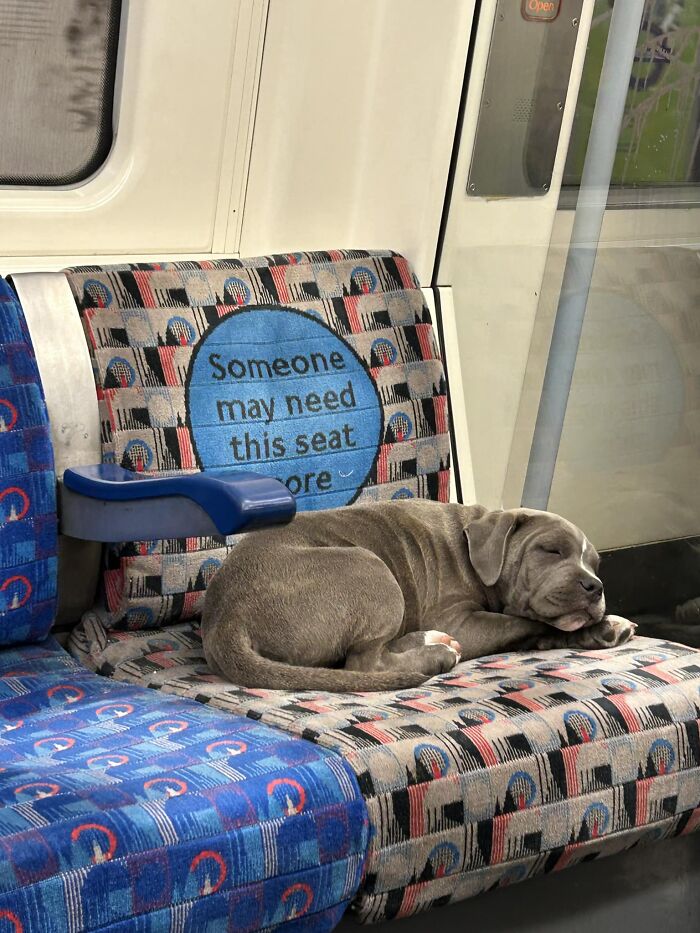 Do Not Disturb, Tiny Pup Is Sleeping