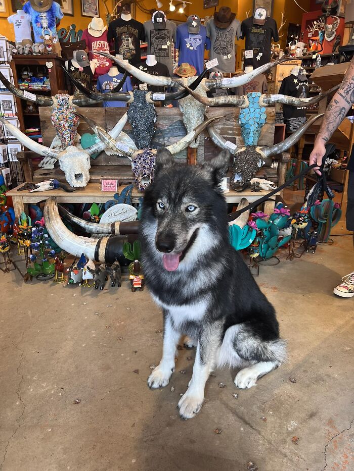 Me: What Kind Of Dog Is That? Dog Owner: He’s A Mutt - Little Husky, Malamute, German Shepherd…but Mostly Grey Wolf 🐺