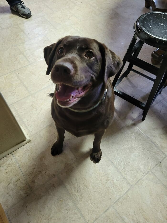 1 Of 4 Doggos We Saw At A Bday Party. This Beautiful Meat Slab Is Bailey