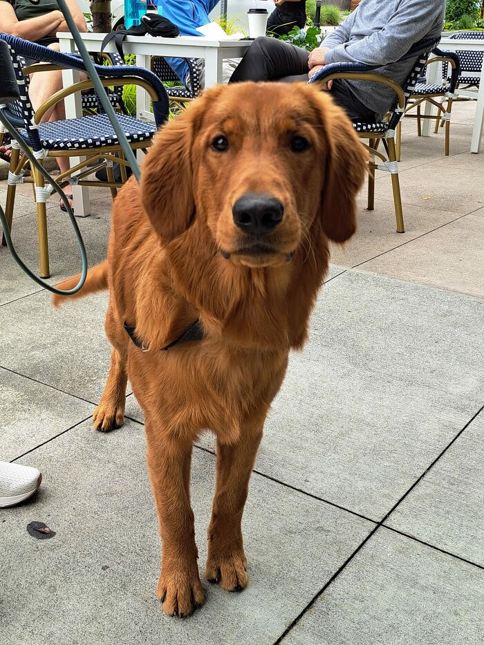 This Is Whidbey, Like The Island. Super Sweet And Chill At Just 6 Months Old. Will Start Frequenting This Coffee Shop In Hopes Of Seeing Him Again