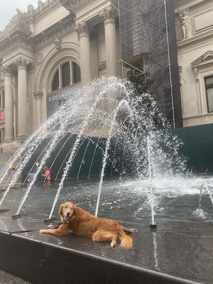 Spotted: The Most Regal Boy On The Met Steps