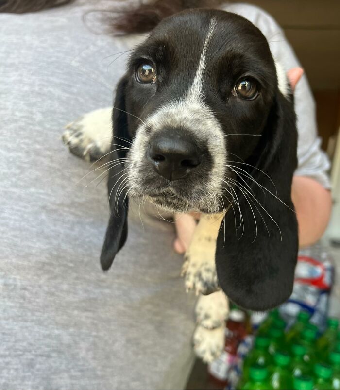 This Little Bassett Hound 😍. Met Them When I Took My Bike For Repair. They Always Steal My Heart