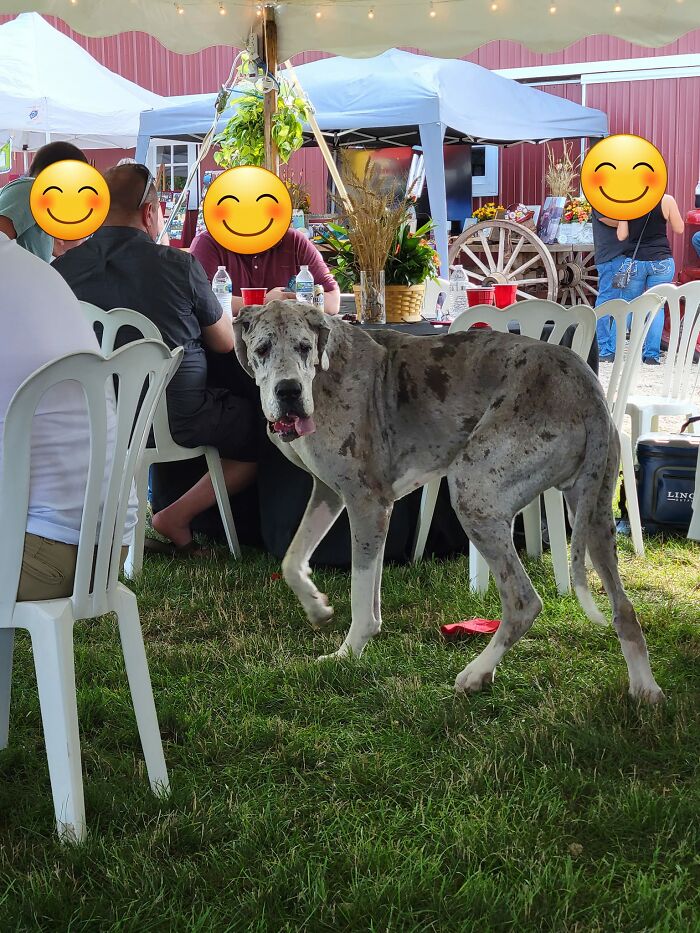 Saw This Drooling Horse At My Friends Celebration Of Life