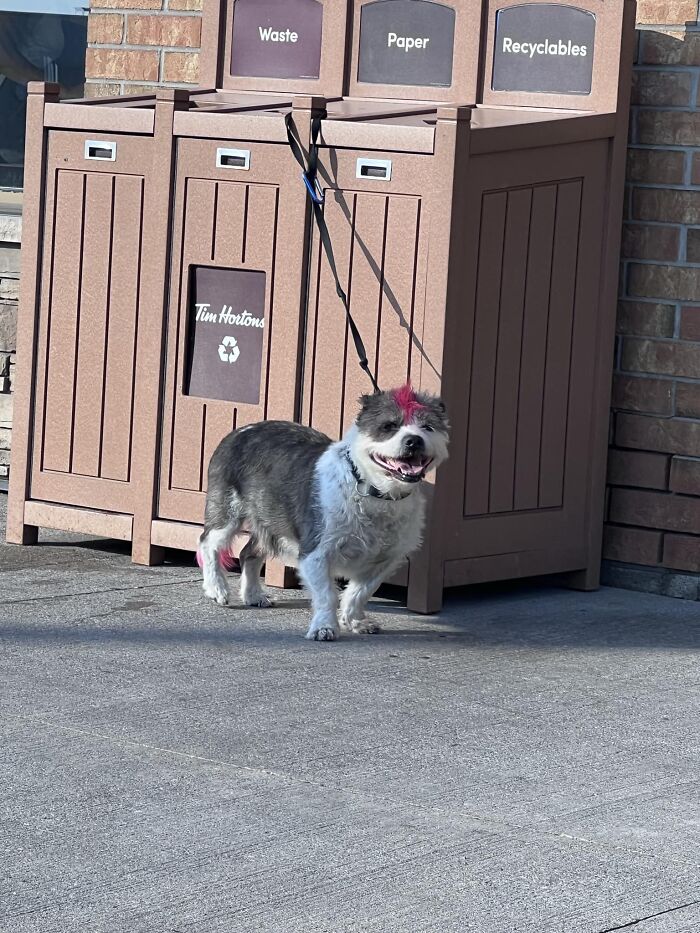 Spotted This Cool Guy Waiting For His Morning Tims