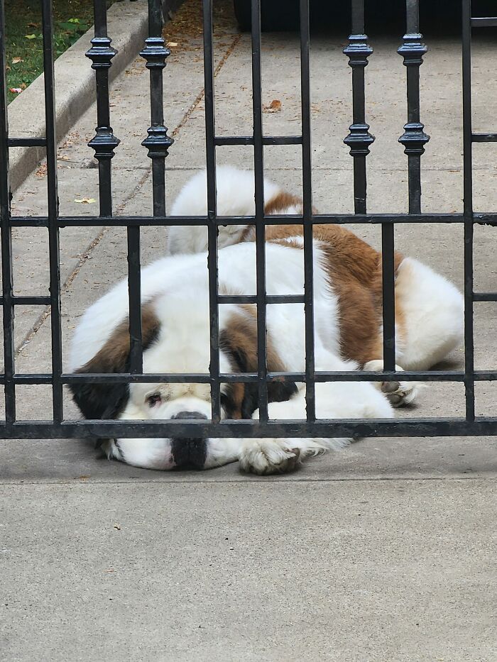 I Met My Big Fluffy Neighbor While Walking Around The Block!