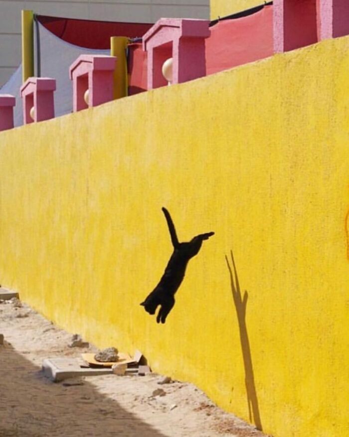 I Collected The Best Cat Photographs From This Street Photographers Account (47 Pics)