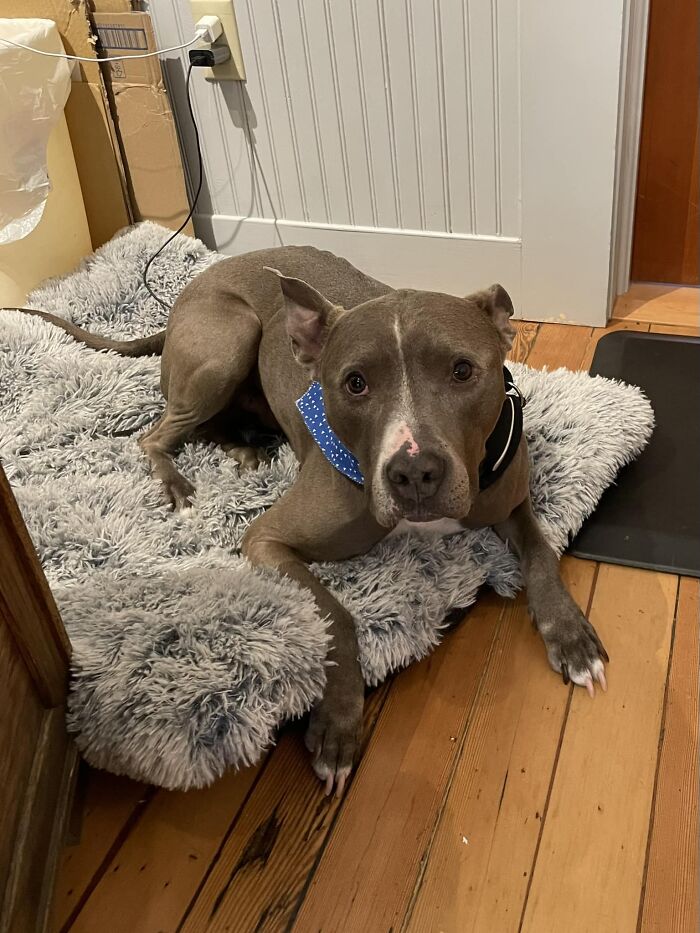 I Don’t Remember The Name Of The Store. I Didn’t Get The Human’s Name. But This Is Steve. He’s The New Boss At A Store In Skagway, Alaska. 100% Good Boy! (Steve Is A Bit Skinny, But He’s A Rescue And His New Mom Is Helping Him Get Back To A Healthy Weight)